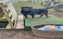 Rottweiler dogs for sale: 3 Year old Rottweiler for sale  - Image 4