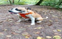 Mixed Breed dogs for sale: Staffy cross boxer female - Image 1
