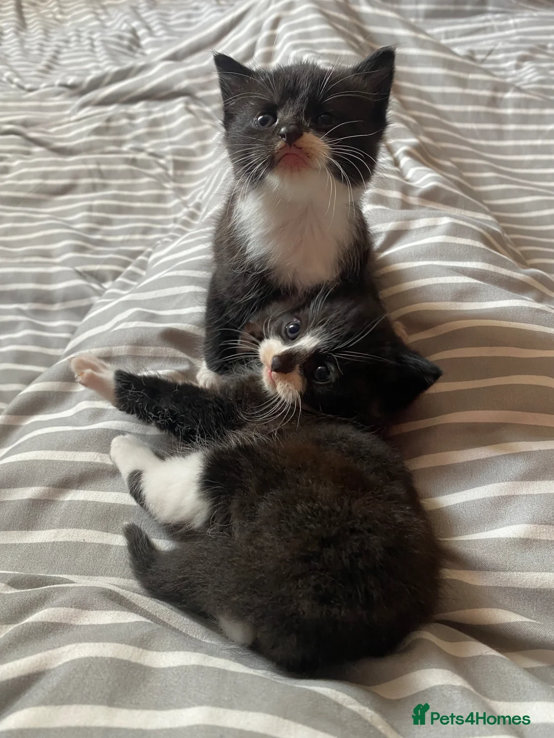 Mixed Breed cats for sale: Black and white male kittens in Carterton - Advert 4