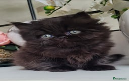 Persian cats for sale: Beautiful persian kittens  - Image 36