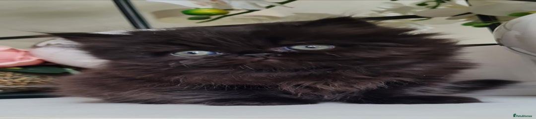 Persian Kitten 2