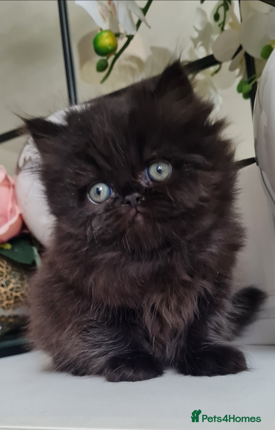 Persian cats for sale: Beautiful persian kittens  - Image 36