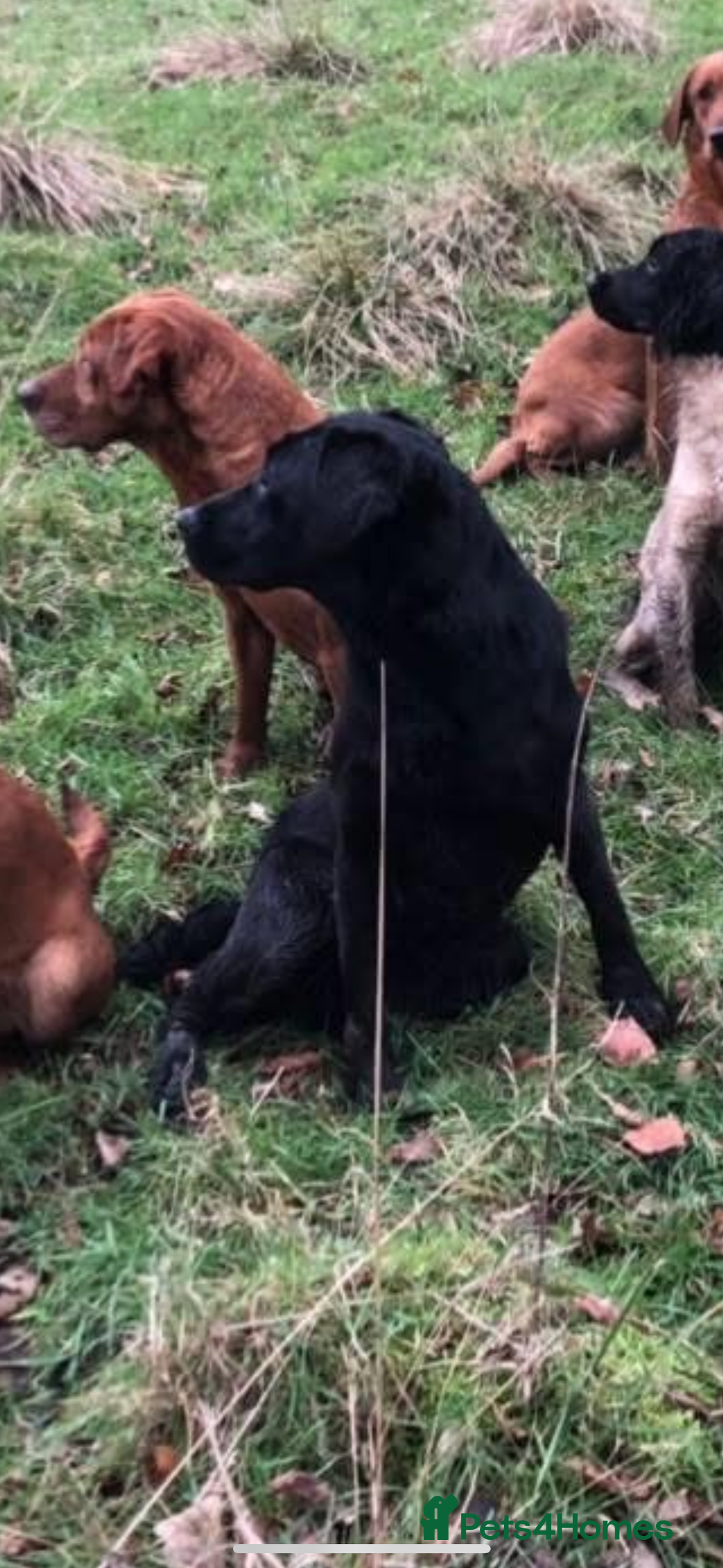 Borador dogs for sale: Collie x lab puppies - Image 12