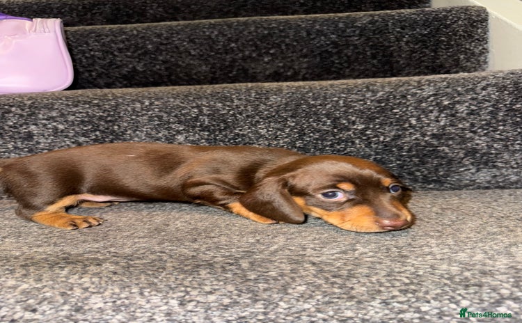Miniature Dachshund dogs - Advert 1