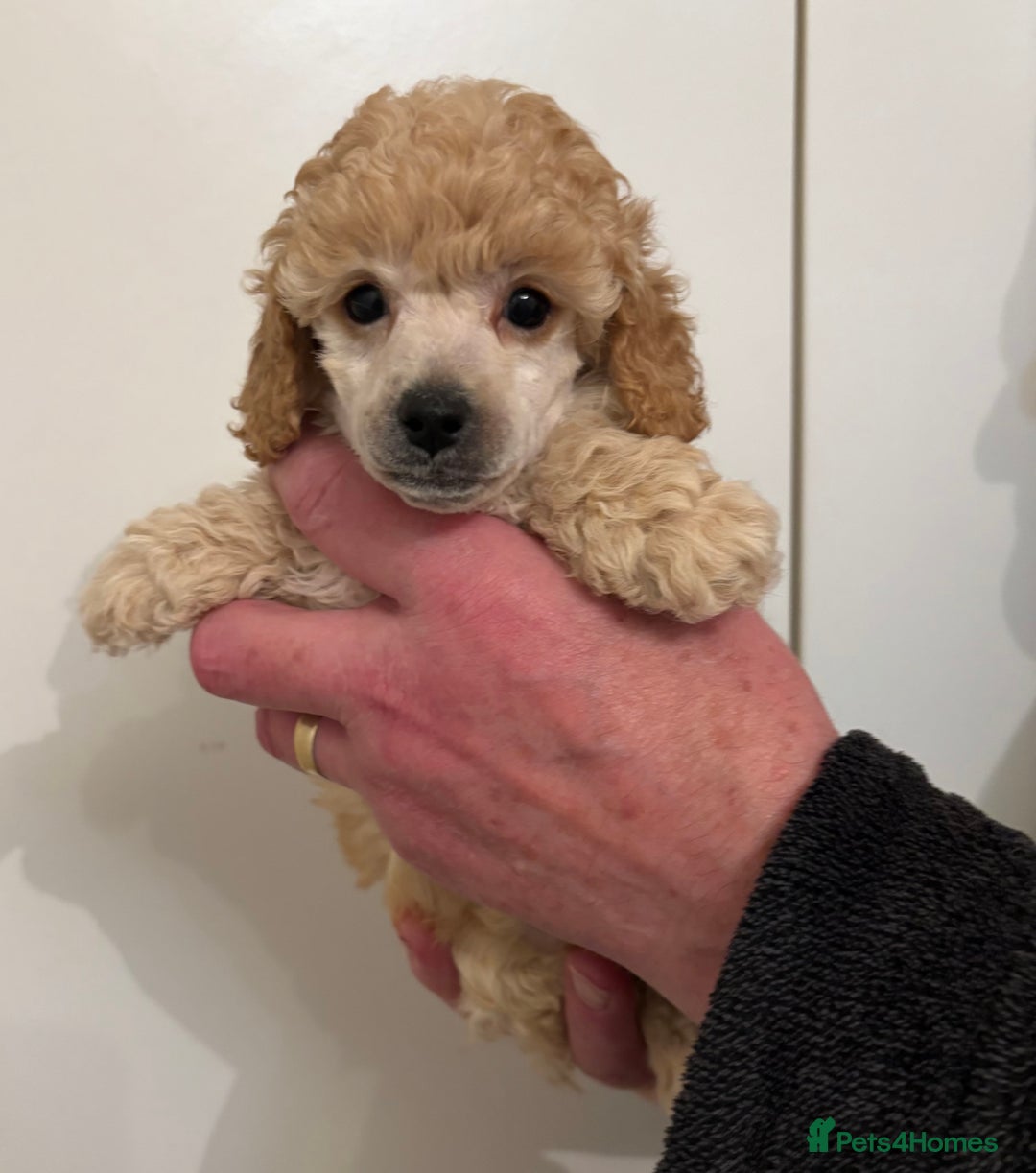 Toy Poodle dogs for sale: KC Registered Toy Poodle Puppies - Advert 7