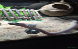 Snake reptiles for sale: Young ball python - Image 1