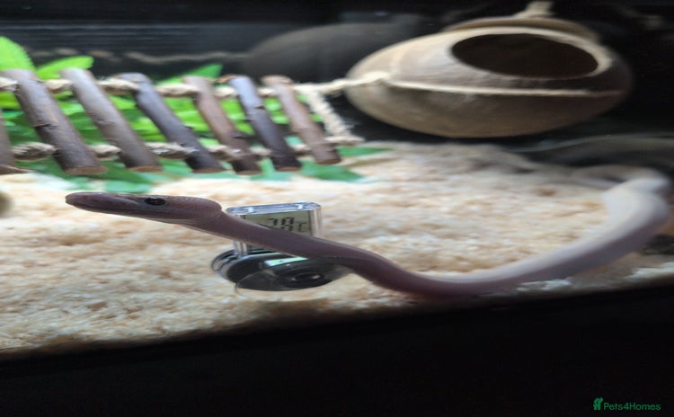 Snake reptiles - Advert 3