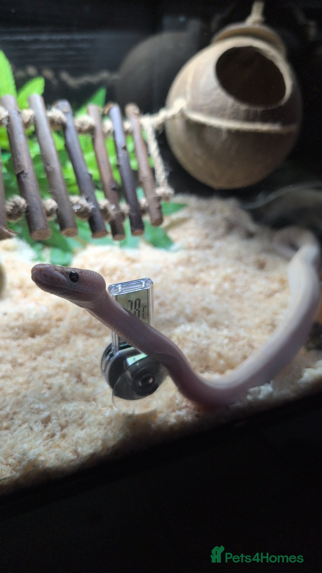 Snake reptiles for sale: Young ball python - Image 1