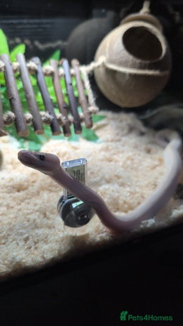Snake reptiles - Advert 1