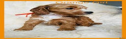 Cockapoo dogs for sale: Stunning F1 Cockerpoo Puppies  - Advert 24