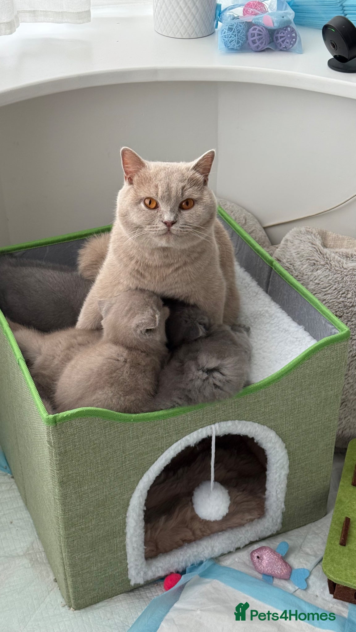 British Shorthair cats BRITISH SHORTHAIR - Full Pedigree/Registered - Advert 1