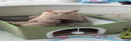 British Shorthair cats for sale: BRITISH SHORTHAIR - Full Pedigree/Registered - Advert 1