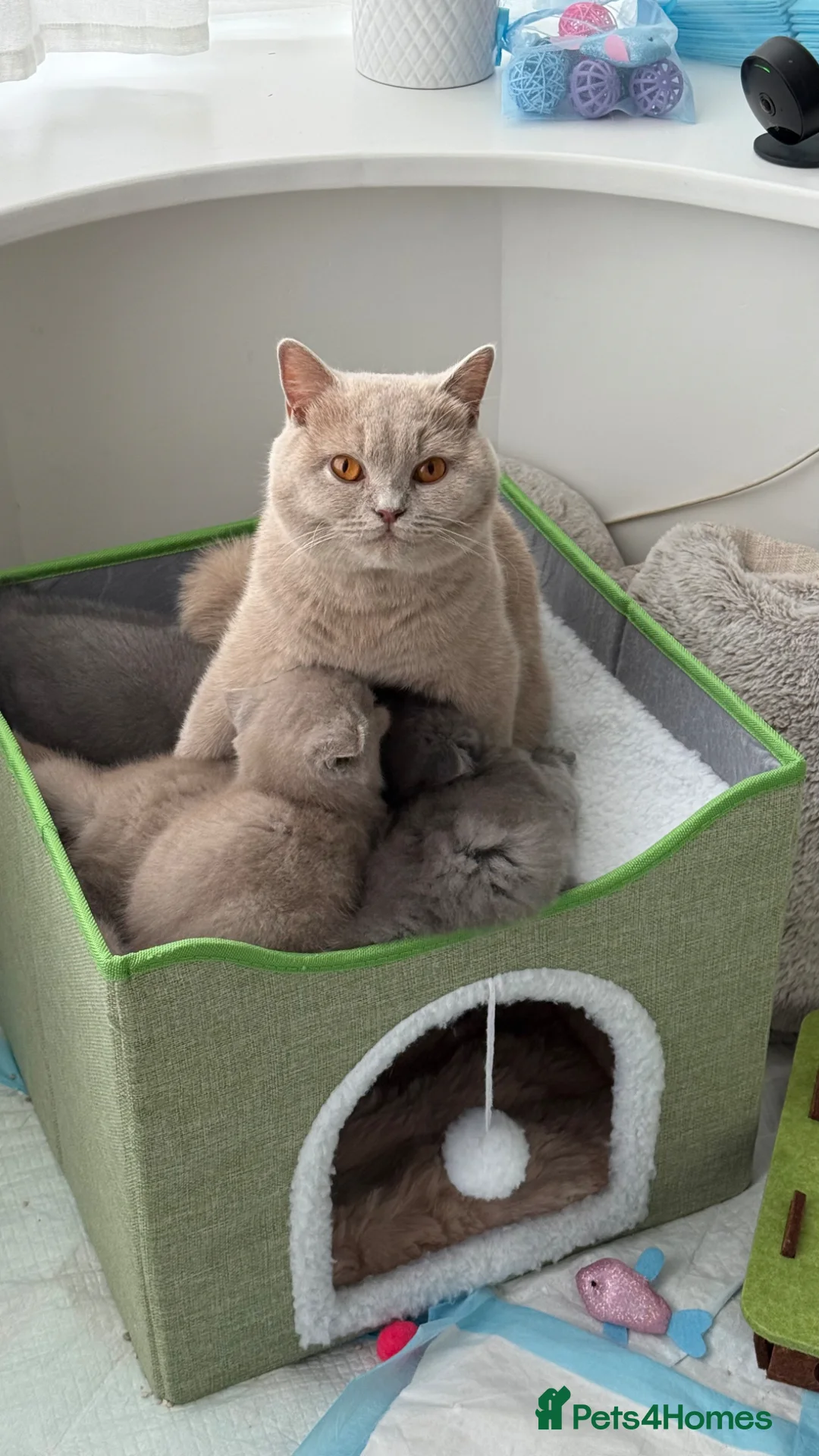 British Shorthair cats for sale: BRITISH SHORTHAIR - Full Pedigree/Registered - Advert 1