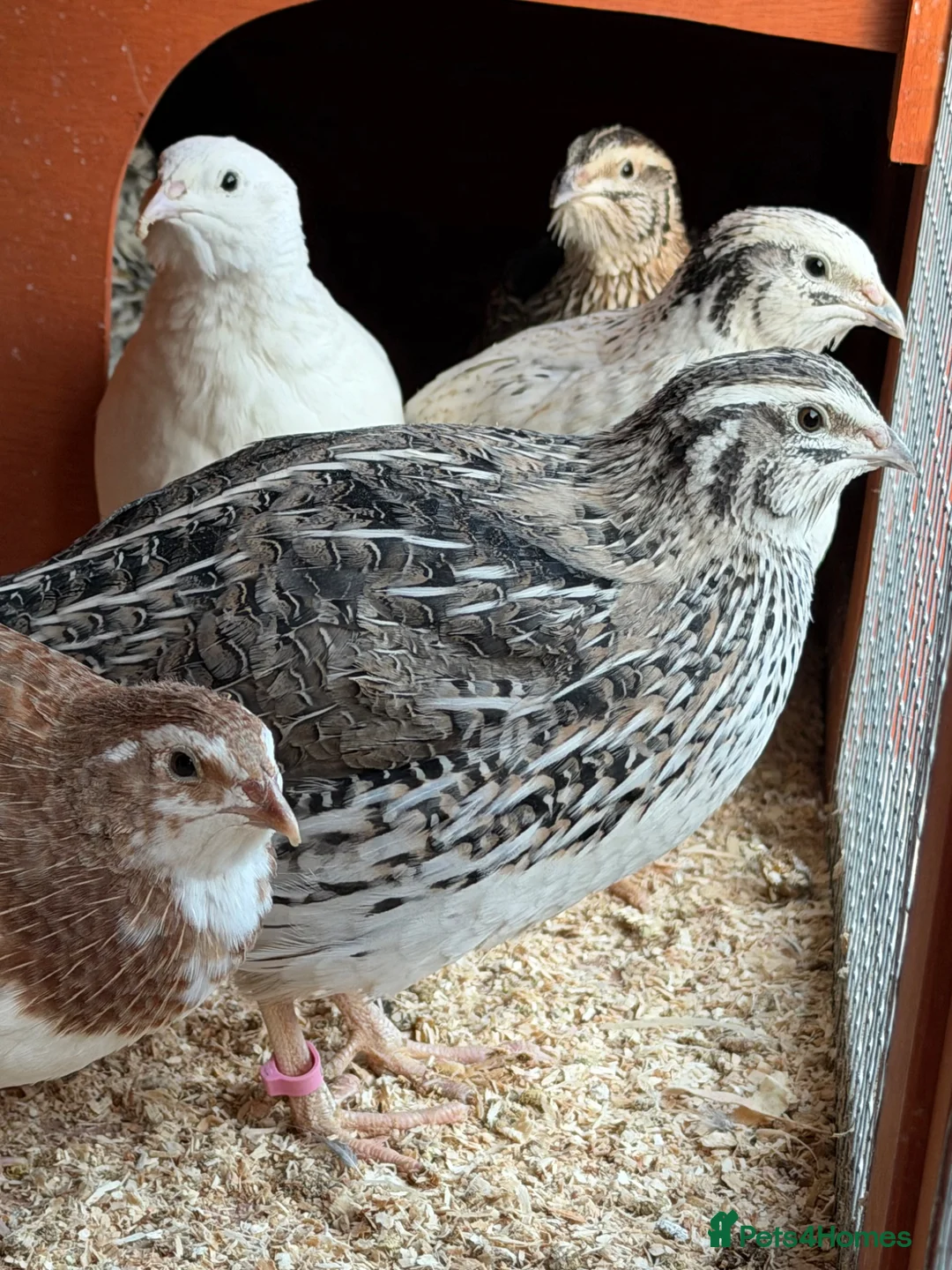 Quail poultry for sale: 17 Mixed Colour Coturnix Quail Hens and Roos - Advert 12