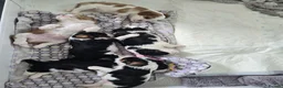 Cavalier King Charles Spaniel dogs for sale: MRI scanned parents fullY health tested - Advert 21