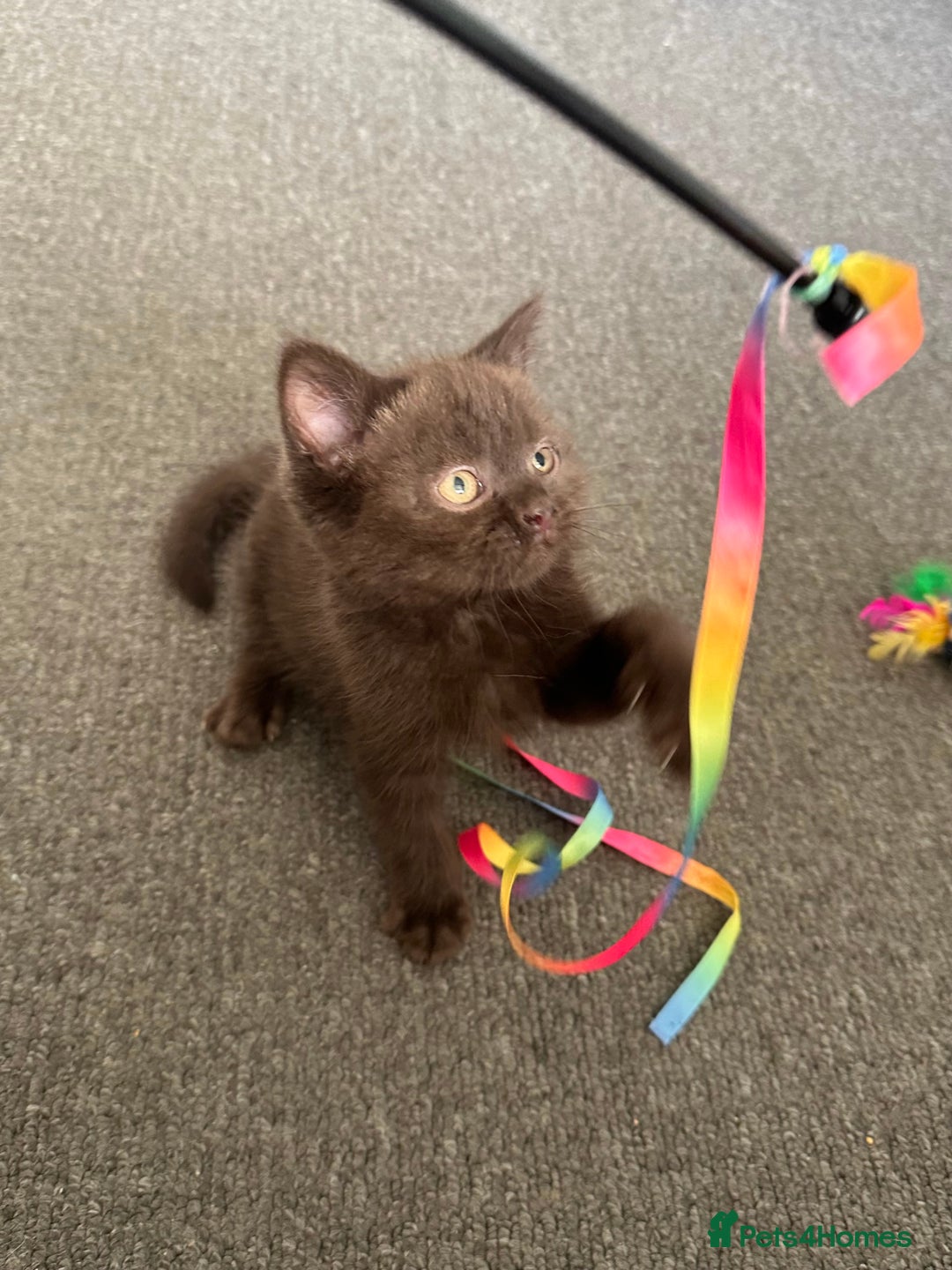 Mixed Breed cats for sale: BSH Ragdoll mix kittens - Advert 4