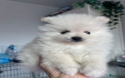 Pomeranian dogs for sale: Adorable White Teddy-Bear Pom Puppies! - Image 23