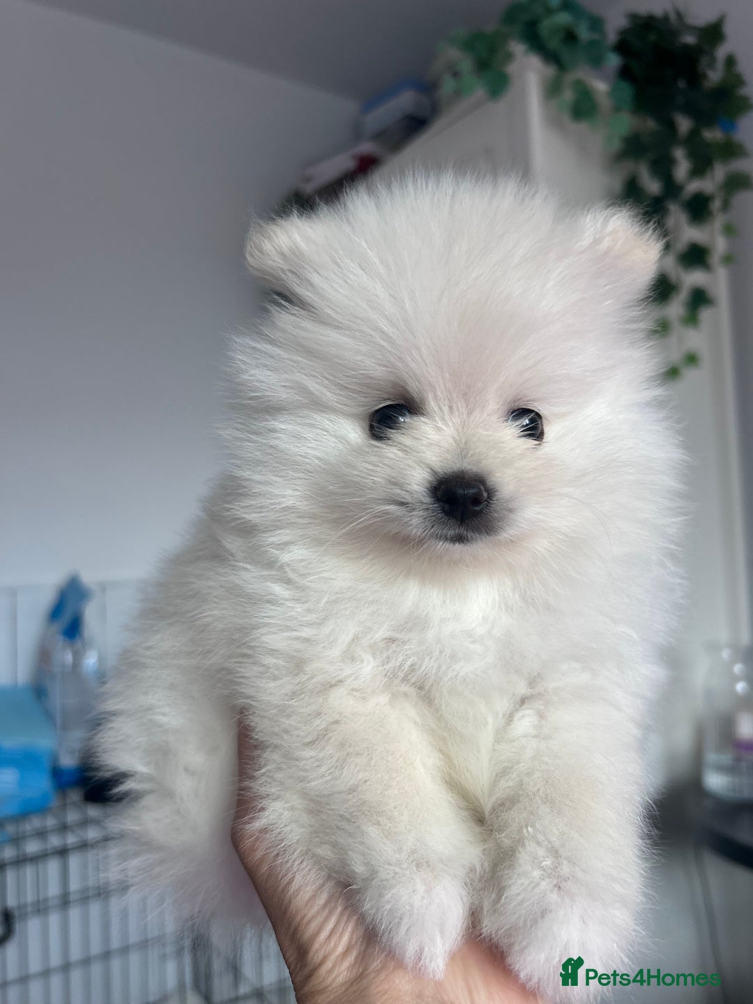 Pomeranian dogs for sale: Adorable White Teddy-Bear Pom Puppies! - Image 23