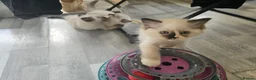 Ragdoll cats for sale: 1 boy and 2 Ragdoll girls are available  - Advert 22