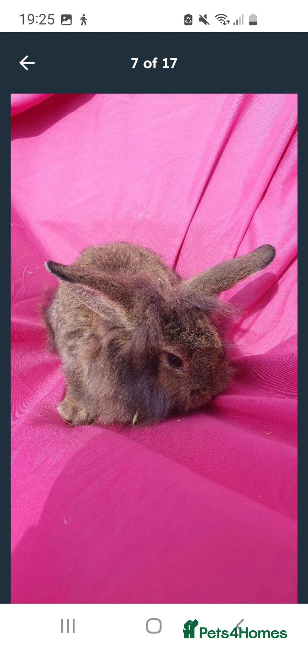 Lionhead rabbits for sale: Mini lop lionhead  - Advert 2