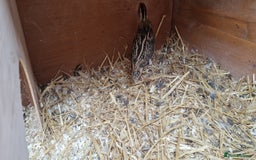 Quail poultry for sale: Quails with set up  - Image 1