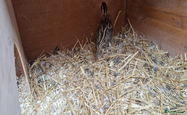 Quail poultry - Advert 1