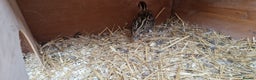 Quail poultry for sale: Quails with set up  - Advert 1