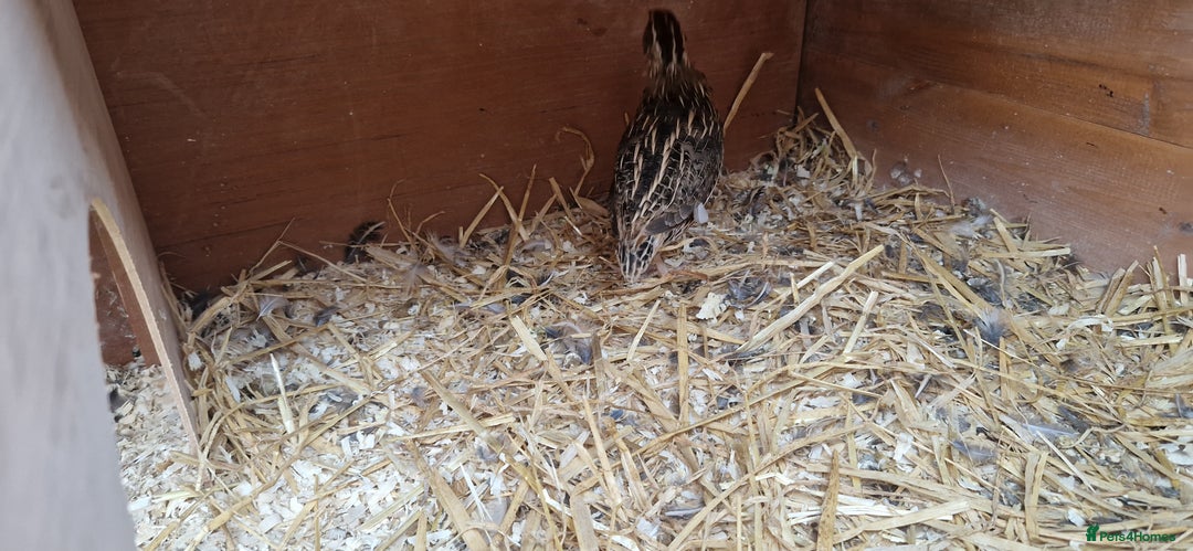 Quail poultry for sale: Quails with set up  - Image 1