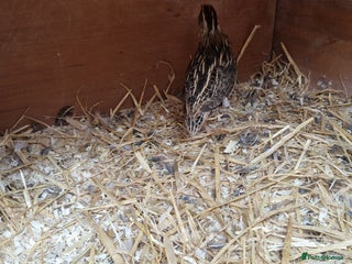 Quail poultry - Advert 18