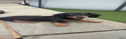 Dachshund dogs for sale: 2 LEFT  in Romford - Advert 8