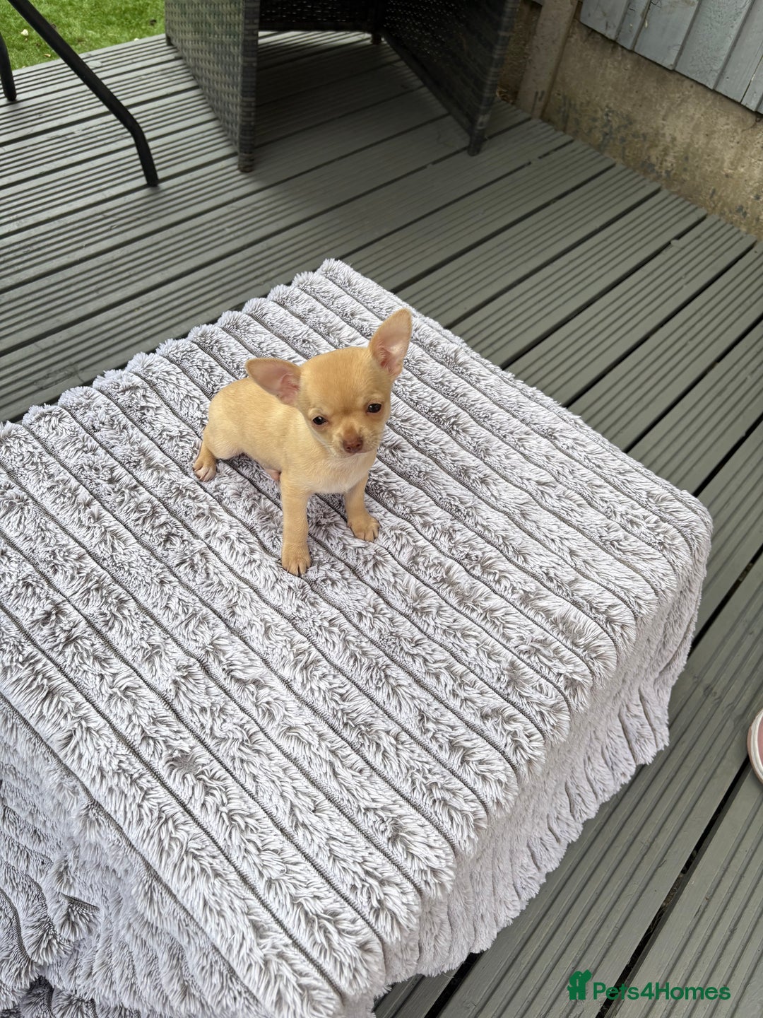 Chihuahua dogs for sale: Applehead Teacup Chihuahua  - Image 6