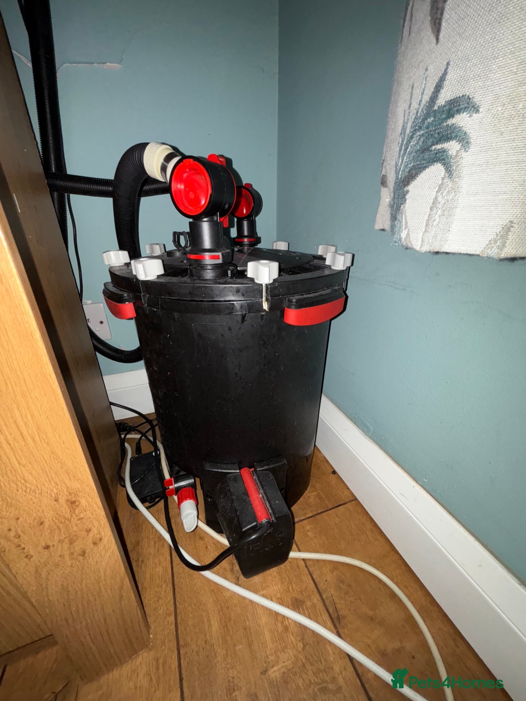 Other/Mixed Breed fish for sale: Marine Tank and Full Set Up  - Image 8