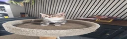 Maine Coon cats for sale: Maine coon - Advert 4