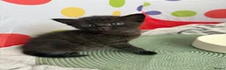 Mixed Breed cats for sale: Kittens  in Knaresborough - Advert 27