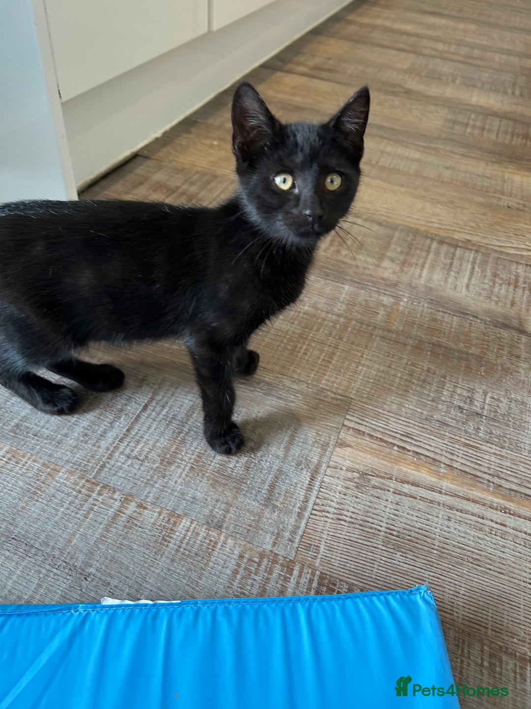 Mixed Breed cats for sale: 7 beautiful kittens ready for a loving home - Image 13