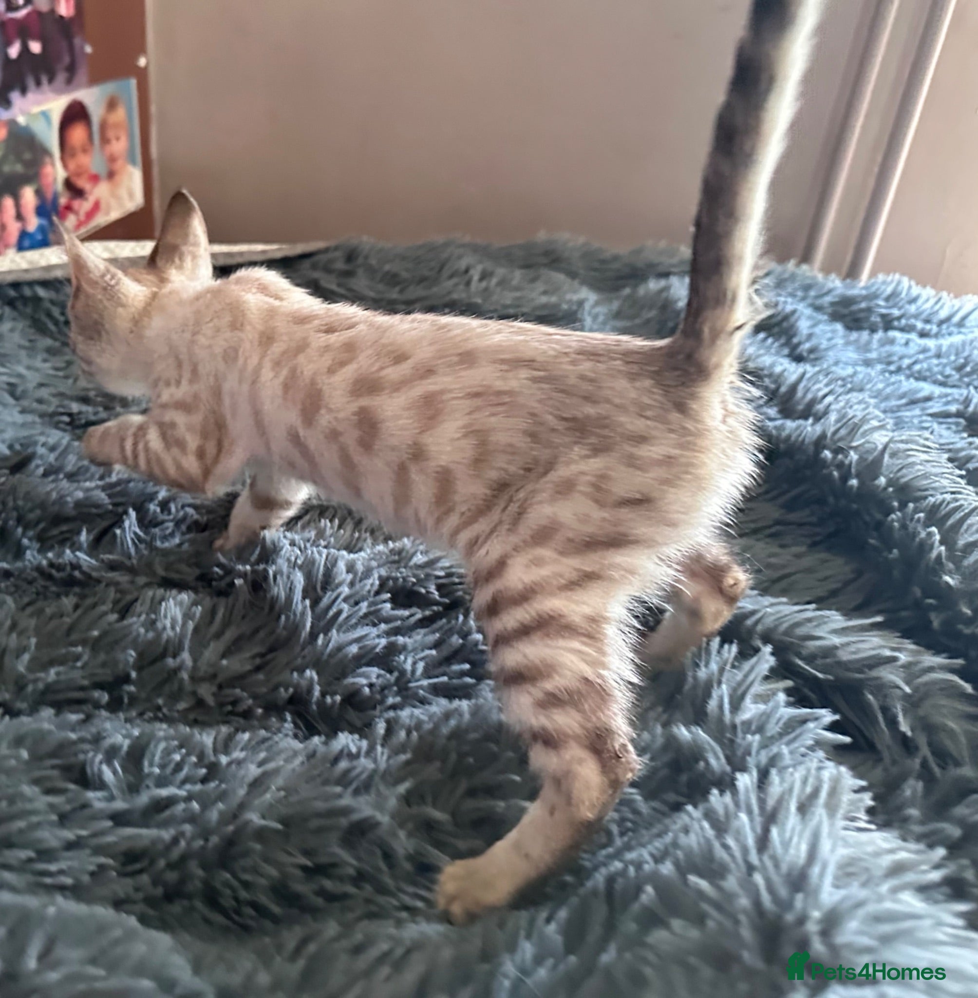 Bengal cats Silver, Snow Lynx & Brown Rosette Bengals - Advert 8