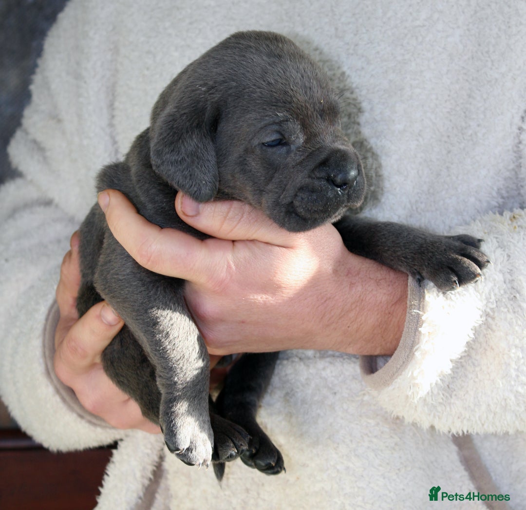 Cane Corso dogs for sale: Cane Corso Puppies from Exceptional Bloodlines, - Advert 31