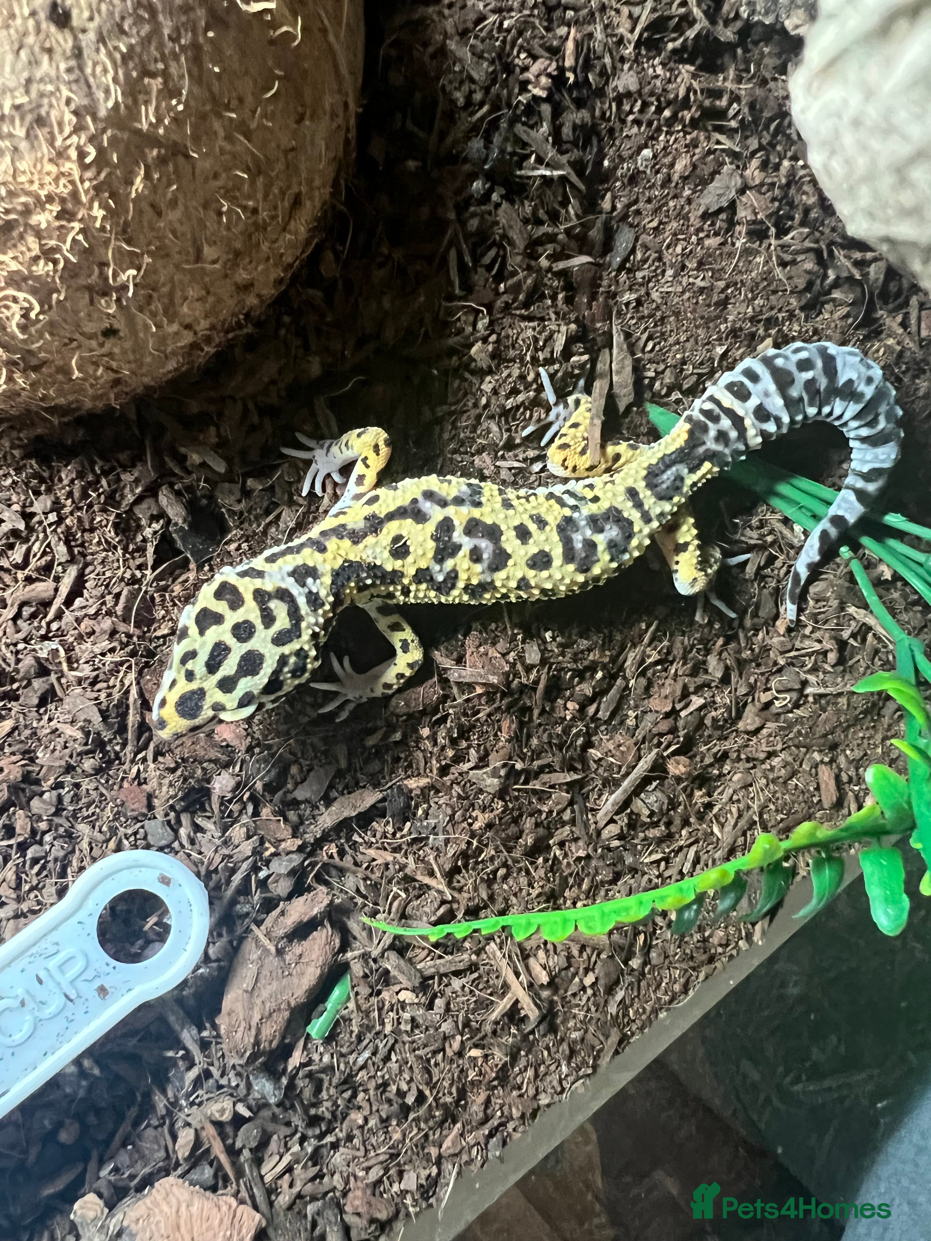 Leopard Gecko reptiles Young leopard gecko , setup included - Advert 7