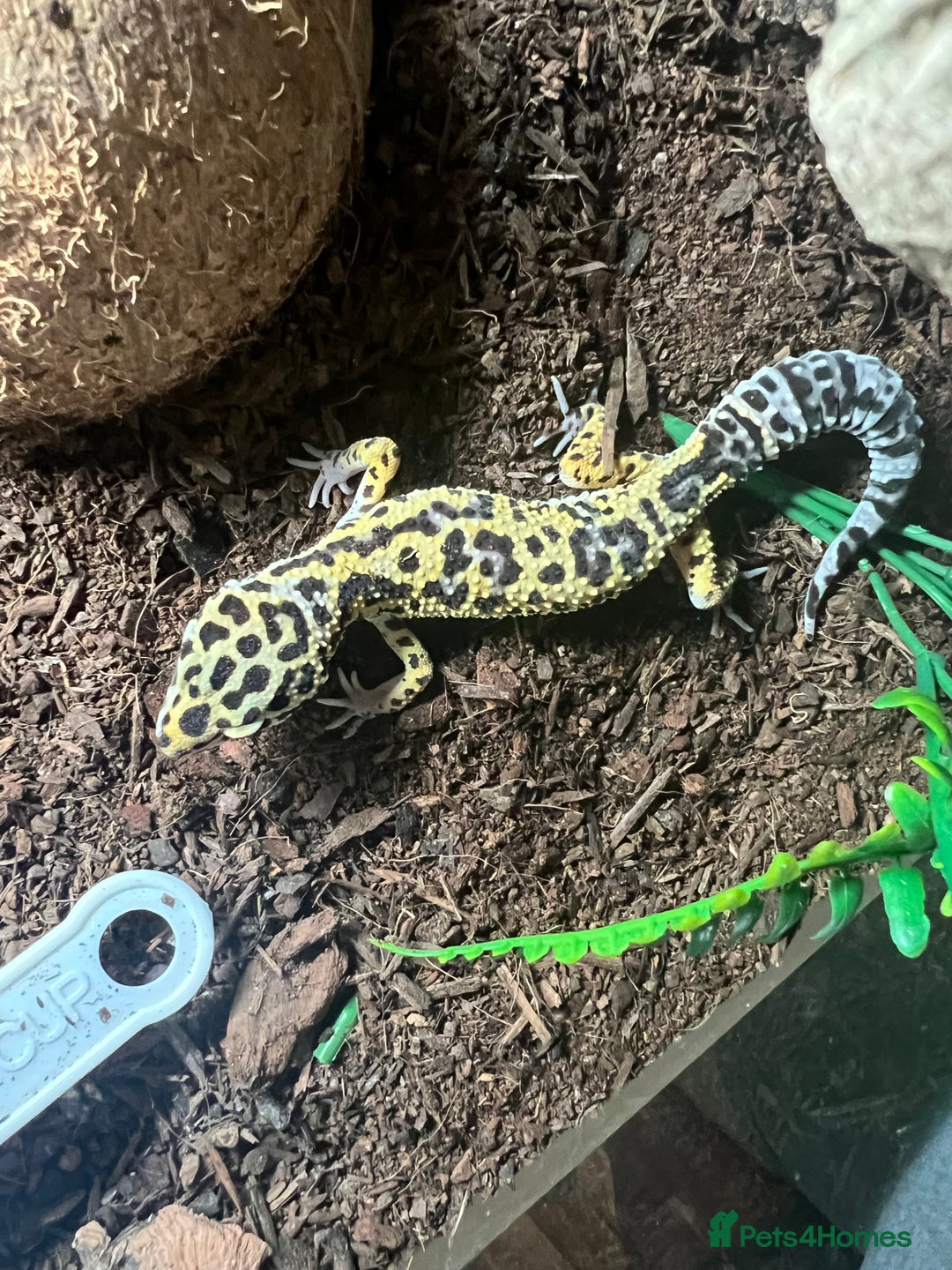 Leopard Gecko reptiles for sale: Young leopard gecko , setup included - Advert 1