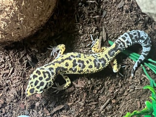 Leopard Gecko reptiles Young leopard gecko , setup included - Advert 2