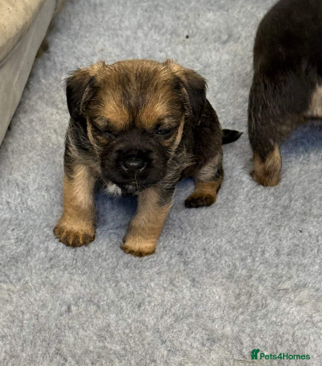 Border Terrier dogs for sale: Kc reg Border Terrier puppies  - Advert 2