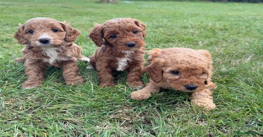 Cockapoo dogs - Advert 1