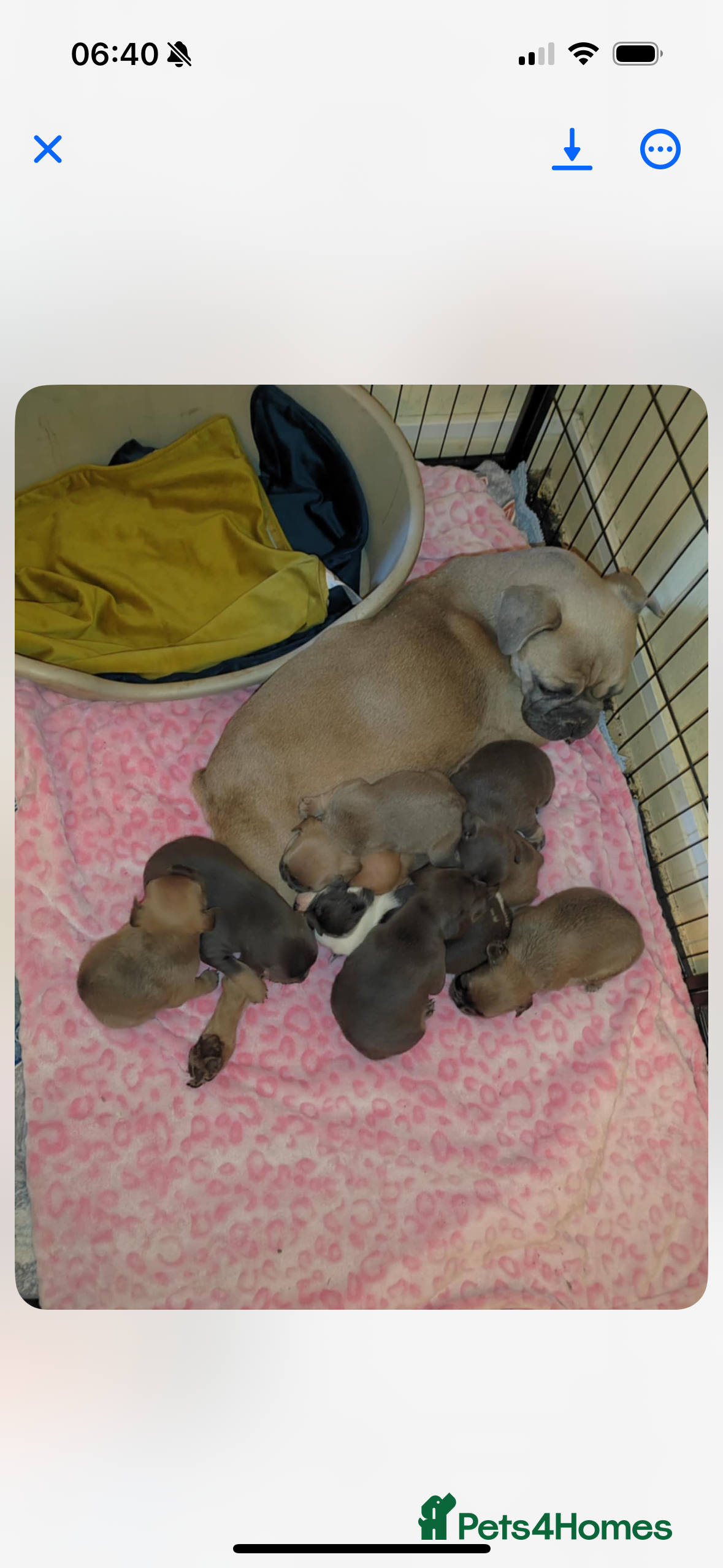 Mixed Breed dogs French bulldog x pocket bully pups  - Advert 5