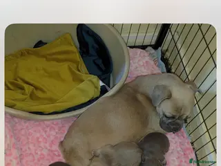 Mixed Breed dogs French bulldog x pocket bully pups - Advert 5