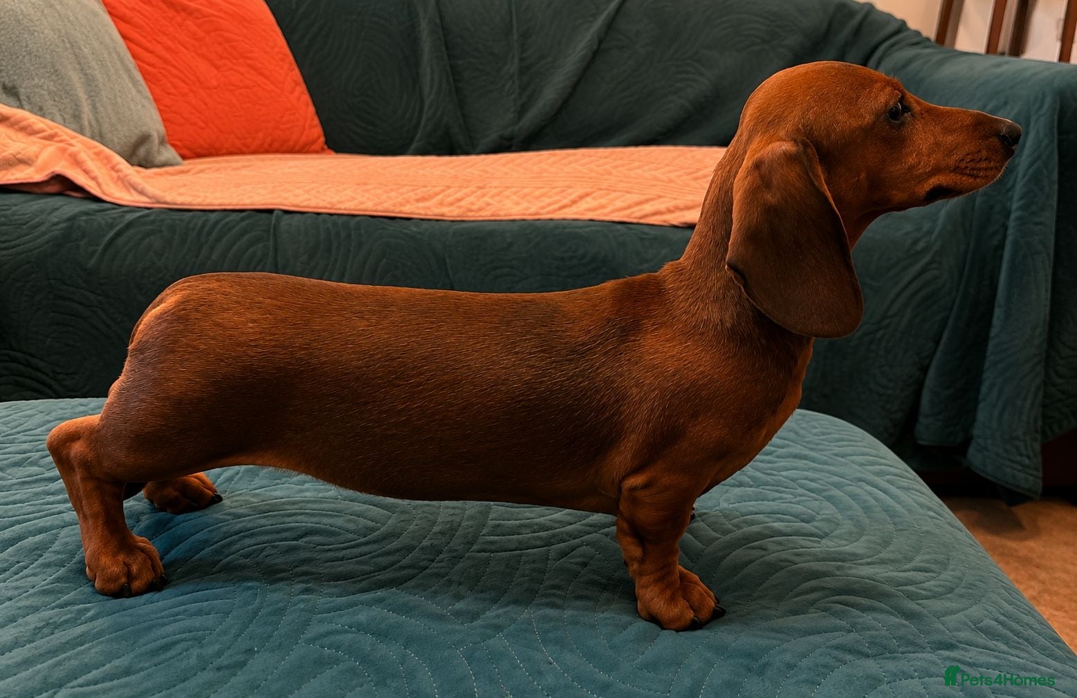 Miniature Dachshund dogs Show quality PRA CLEAR LAST BOY - Advert 1