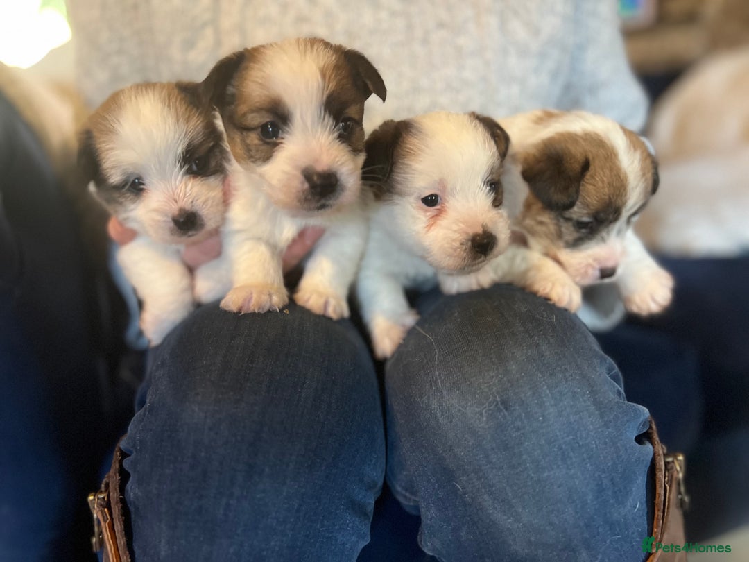 Jack Russell dogs for sale: KC registered rough coated JR pups - Advert 23