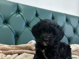 Cockapoo dogs 5⭐️ Licensed. Cockerpoo singleton. READY. - Advert 13