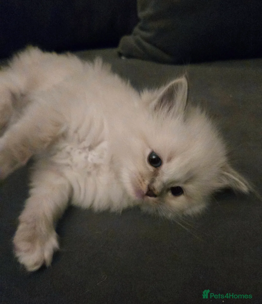 Ragdoll cats for sale: Seven gorgeous purebred ragdoll mitted kittens  - Advert 13