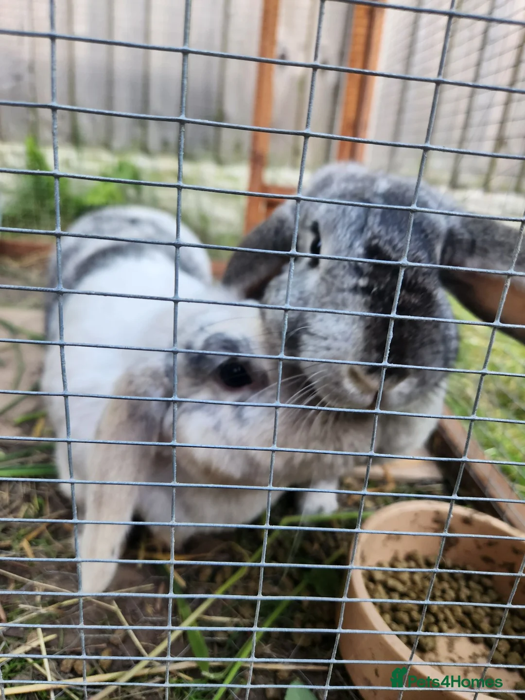 French Lop rabbits for sale: French Lop sisters  in Chester - Advert 3