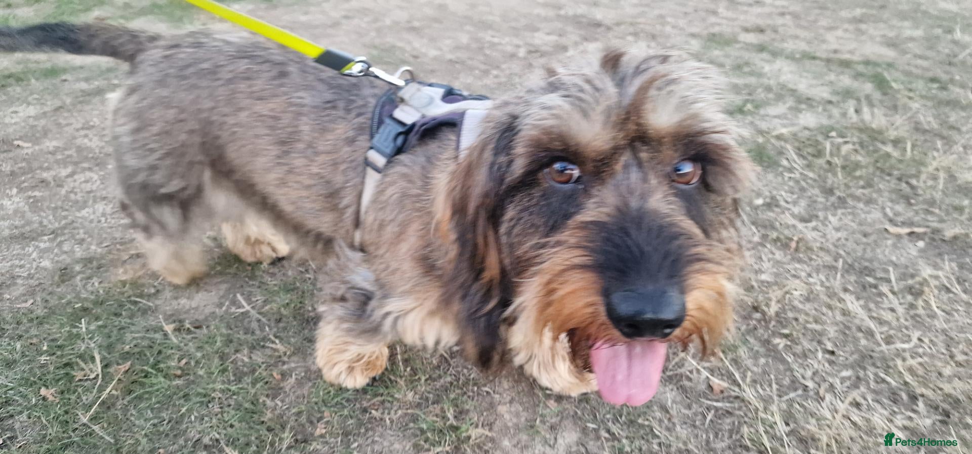 Dachshund dogs Wirehaired dachshund for stud - Advert 1
